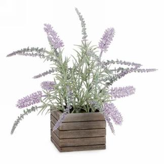 Purple lavender plant in pot